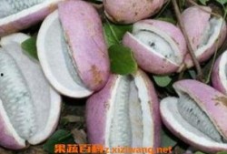 小赵吃八月瓜视频大全免费观看,免费视频大全带你一网打尽