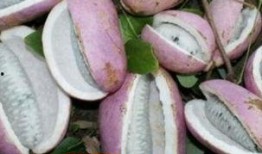 小赵吃八月瓜视频大全免费观看,免费视频大全带你一网打尽