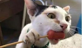 娱乐圈吃瓜猫是谁啊图片,揭秘网络红人的真实身份