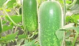 318免费吃瓜,一场味蕾与心灵的盛宴