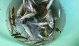 桥头菇溪事件最新爆料,最新爆料揭露惊人内幕”