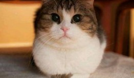 娱乐圈吃瓜猫是谁啊图片,揭秘网络红人的真实身份