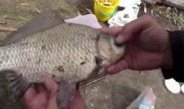 金鱼娱乐大爆料在线观看,揭秘幕后真相，独家在线观看