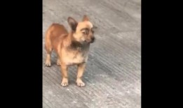 抖音狗崽爆料视频大全最新