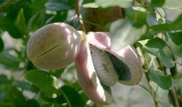 小赵吃八月瓜视频大全免费观看,免费视频大全带你一网打尽