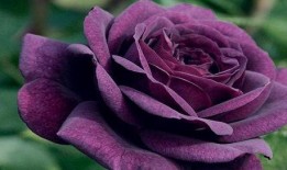 千火玫瑰全集在线观看,全集剧情回顾，激情燃烧的青春岁月