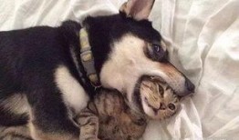 二狗爆料生活视频下载安装,揭秘生活视频下载安装全攻略