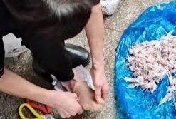 牛蛙后厨爆料视频播放,视频曝光惊人细节