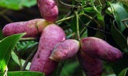 小赵吃八月瓜视频大全免费观看,免费视频大全带你一网打尽