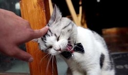 胖猫事件最新爆料,最新爆料揭露惊人内幕