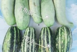 网红最新吃瓜爆料,娱乐圈惊天大瓜，揭秘明星背后惊人真相！