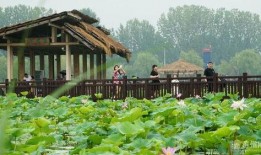 高州荷塘爆料事件视频,真相与争议交织