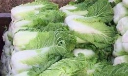 爆料种大白菜套取国家补贴视频,视频曝光惊人内幕